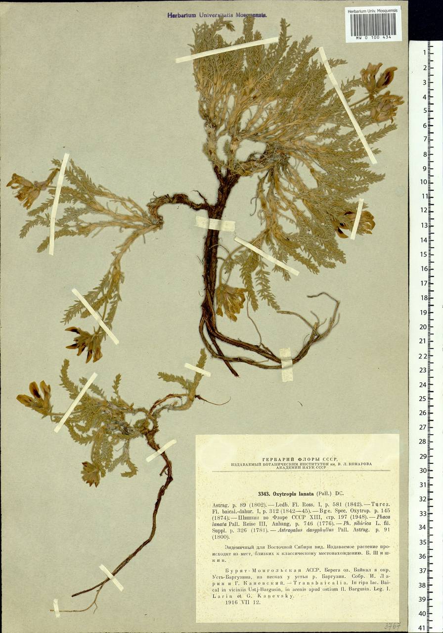 Oxytropis lanata (Pall.)DC., Siberia, Baikal & Transbaikal region (S4) (Russia)
