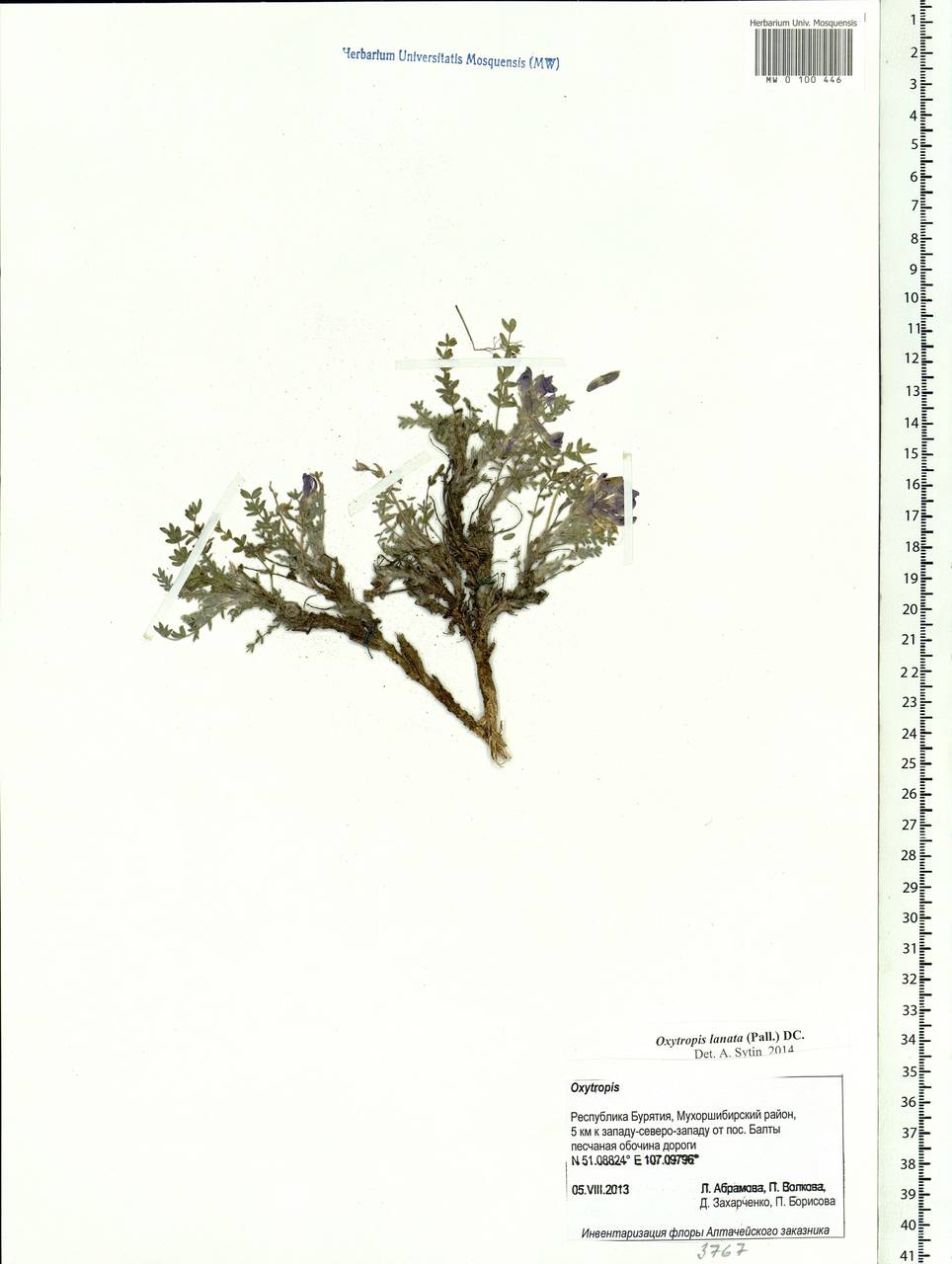 Oxytropis lanata (Pall.)DC., Siberia, Baikal & Transbaikal region (S4) (Russia)