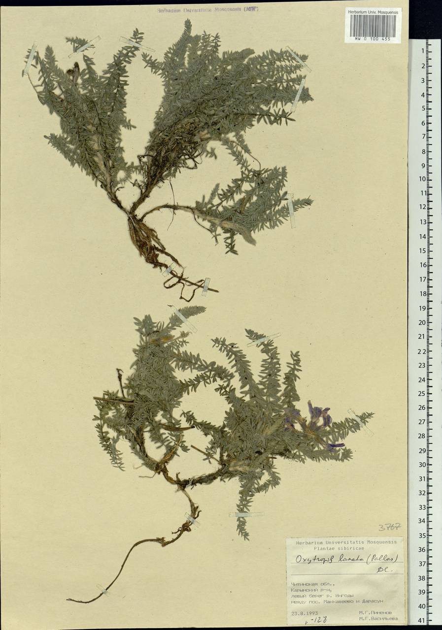 Oxytropis lanata (Pall.)DC., Siberia, Baikal & Transbaikal region (S4) (Russia)