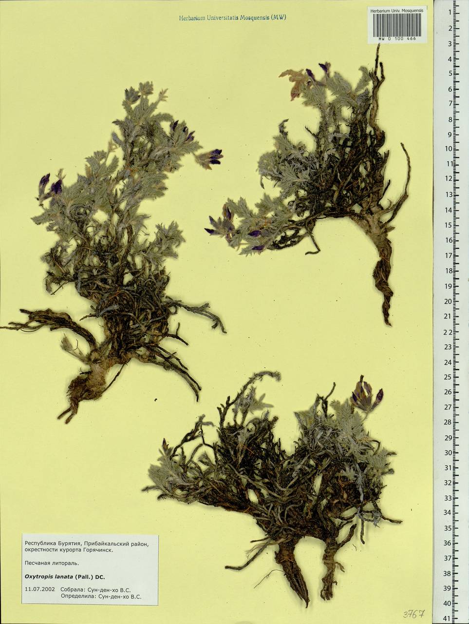 Oxytropis lanata (Pall.) DC., Siberia, Baikal & Transbaikal region (S4) (Russia)