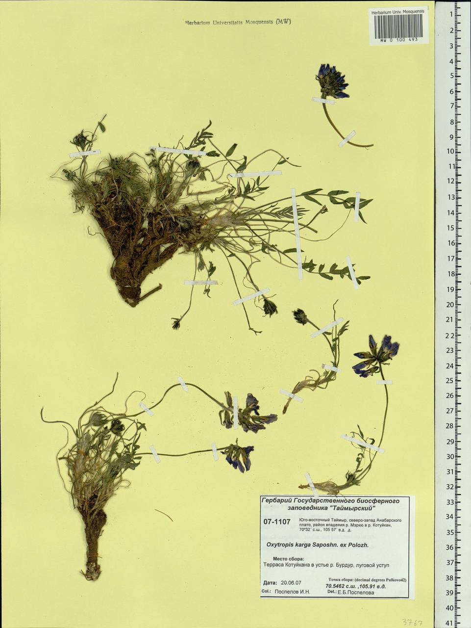 Oxytropis arctica subsp. taimyrensis Jurtzev, Siberia, Central Siberia (S3) (Russia)