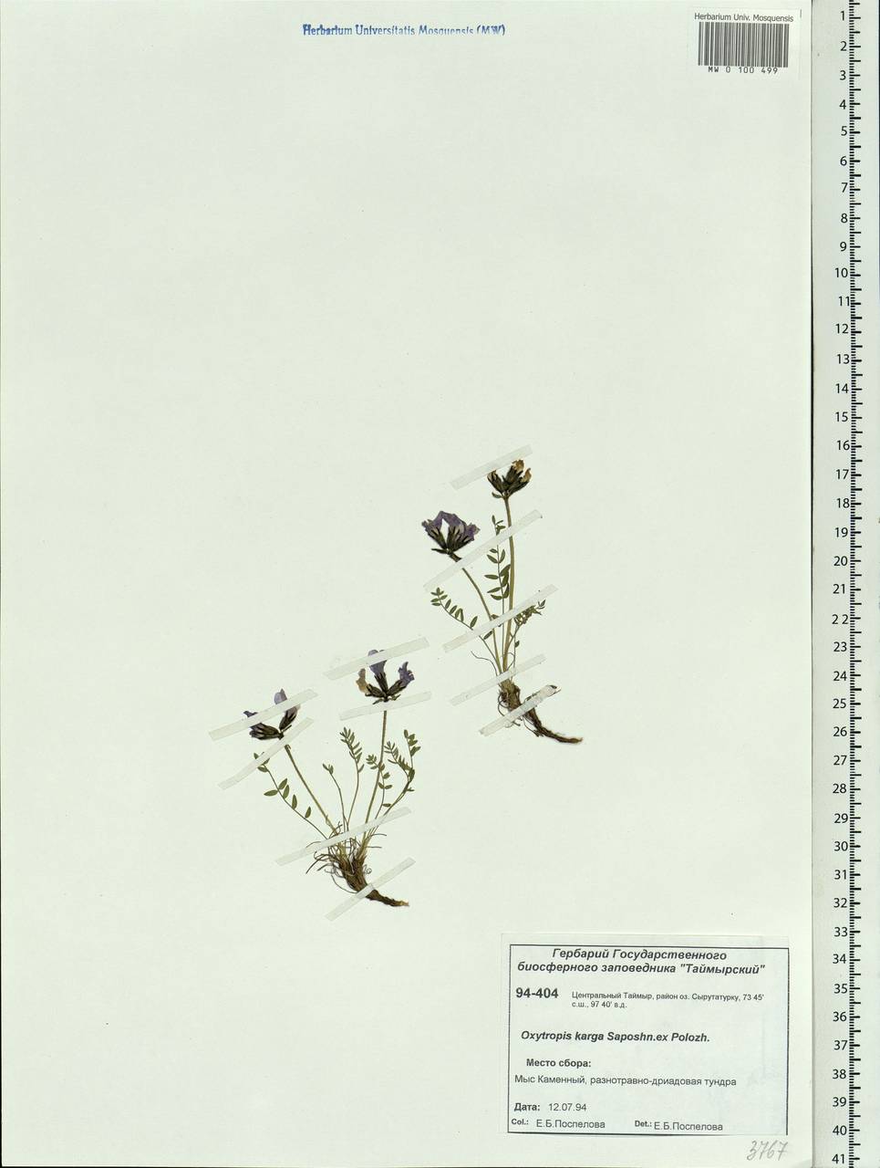 Oxytropis arctica subsp. taimyrensis Jurtzev, Siberia, Central Siberia (S3) (Russia)