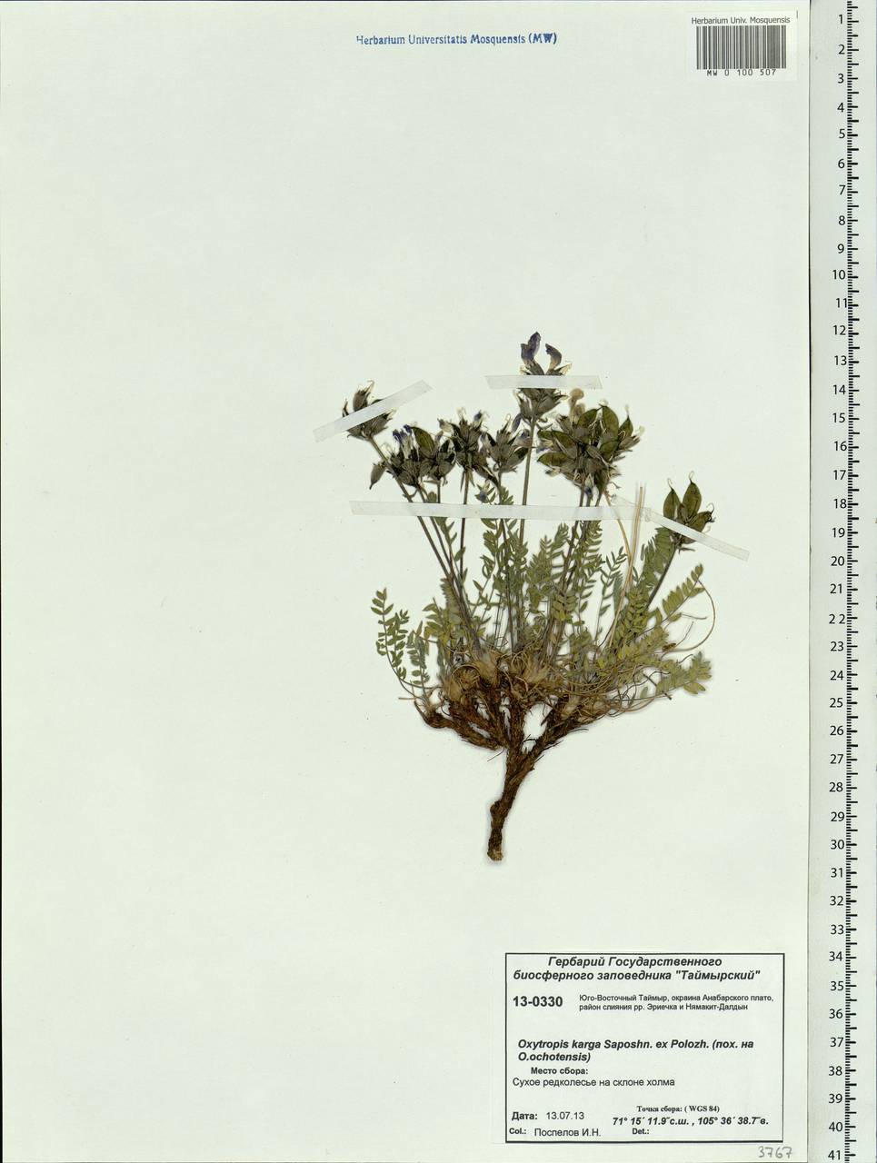 Oxytropis arctica subsp. taimyrensis Jurtzev, Siberia, Central Siberia (S3) (Russia)