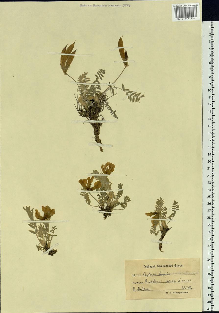 Oxytropis kamtschatica Hultén, Siberia, Chukotka & Kamchatka (S7) (Russia)