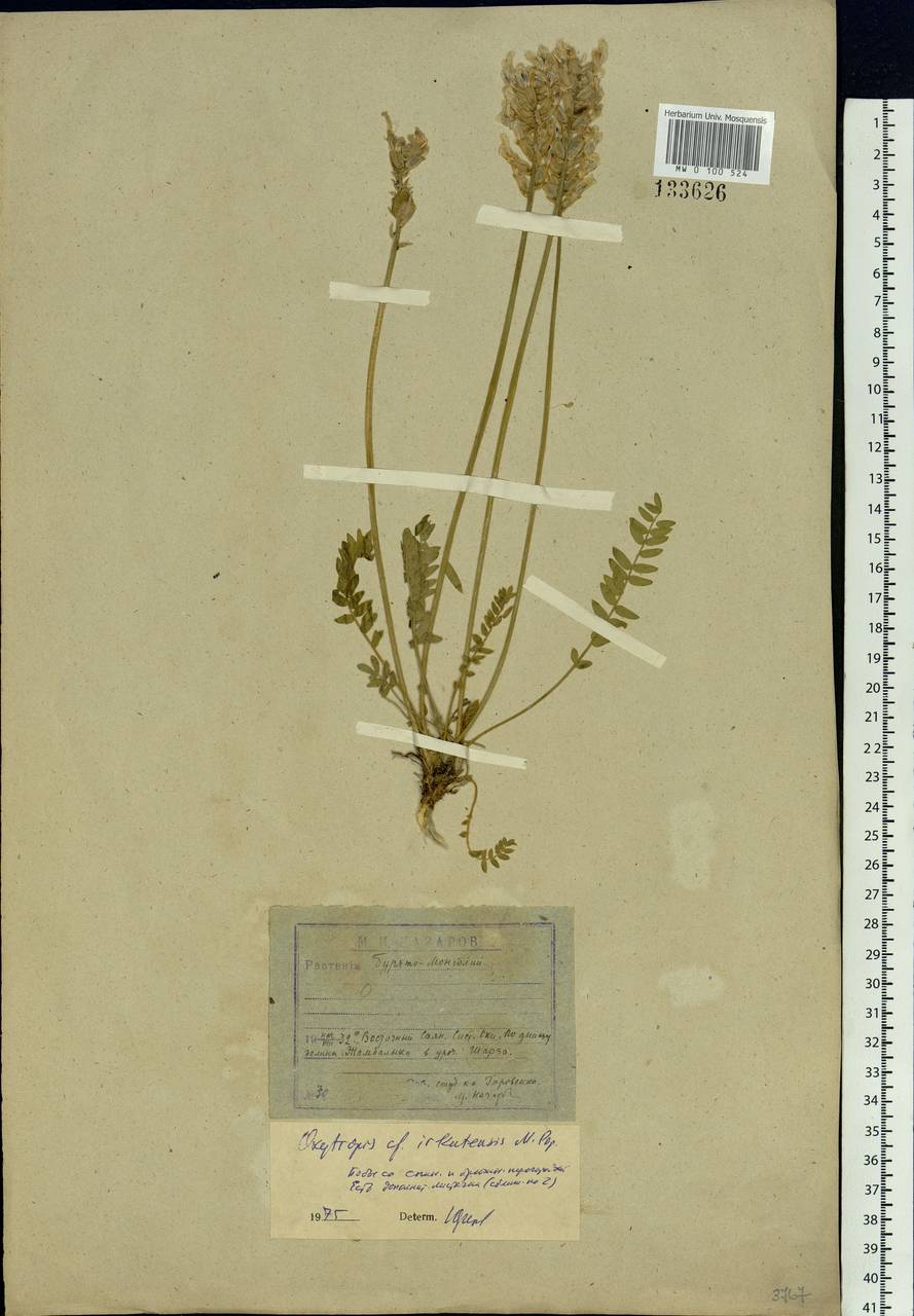 Oxytropis baicalia (Pall.) Pers., Siberia, Baikal & Transbaikal region (S4) (Russia)