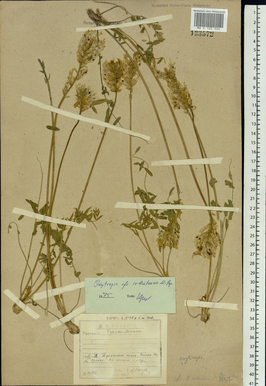 Oxytropis baicalia (Pall.)Pers., Siberia, Baikal & Transbaikal region (S4) (Russia)