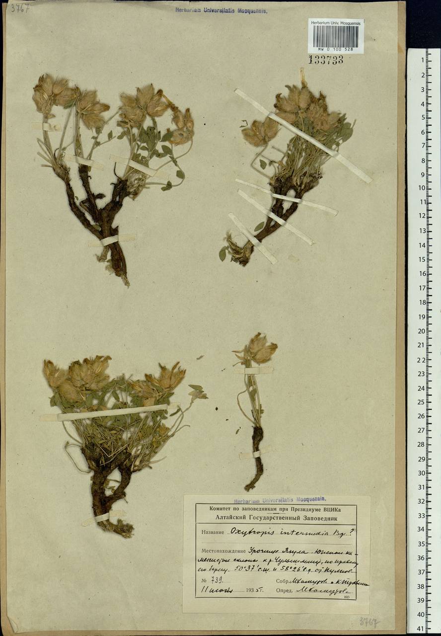 Oxytropis intermedia Bunge, Siberia, Altai & Sayany Mountains (S2) (Russia)