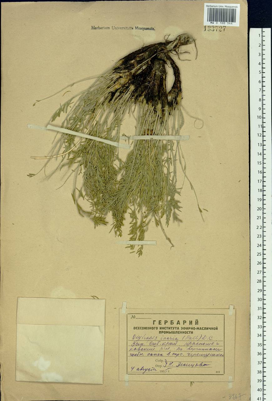 Oxytropis inaria (Pall.)DC., Siberia, Altai & Sayany Mountains (S2) (Russia)