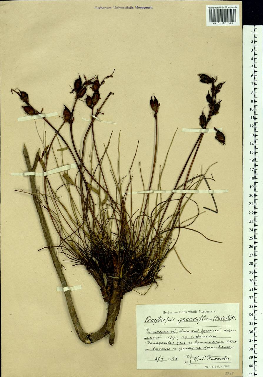 Oxytropis grandiflora (Pall.)DC., Siberia, Baikal & Transbaikal region (S4) (Russia)