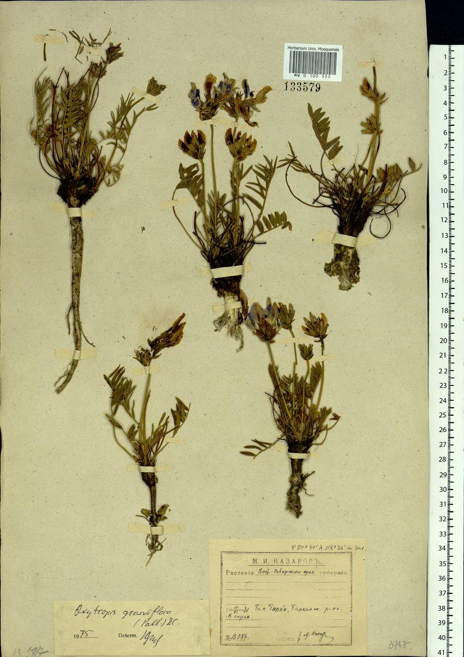 Oxytropis grandiflora (Pall.)DC., Siberia, Baikal & Transbaikal region (S4) (Russia)