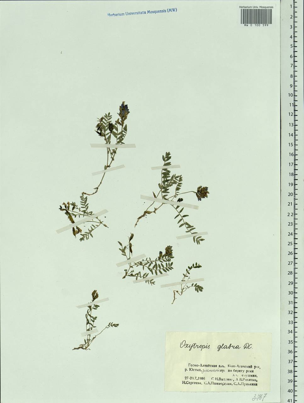 Oxytropis glabra DC., Siberia, Altai & Sayany Mountains (S2) (Russia)