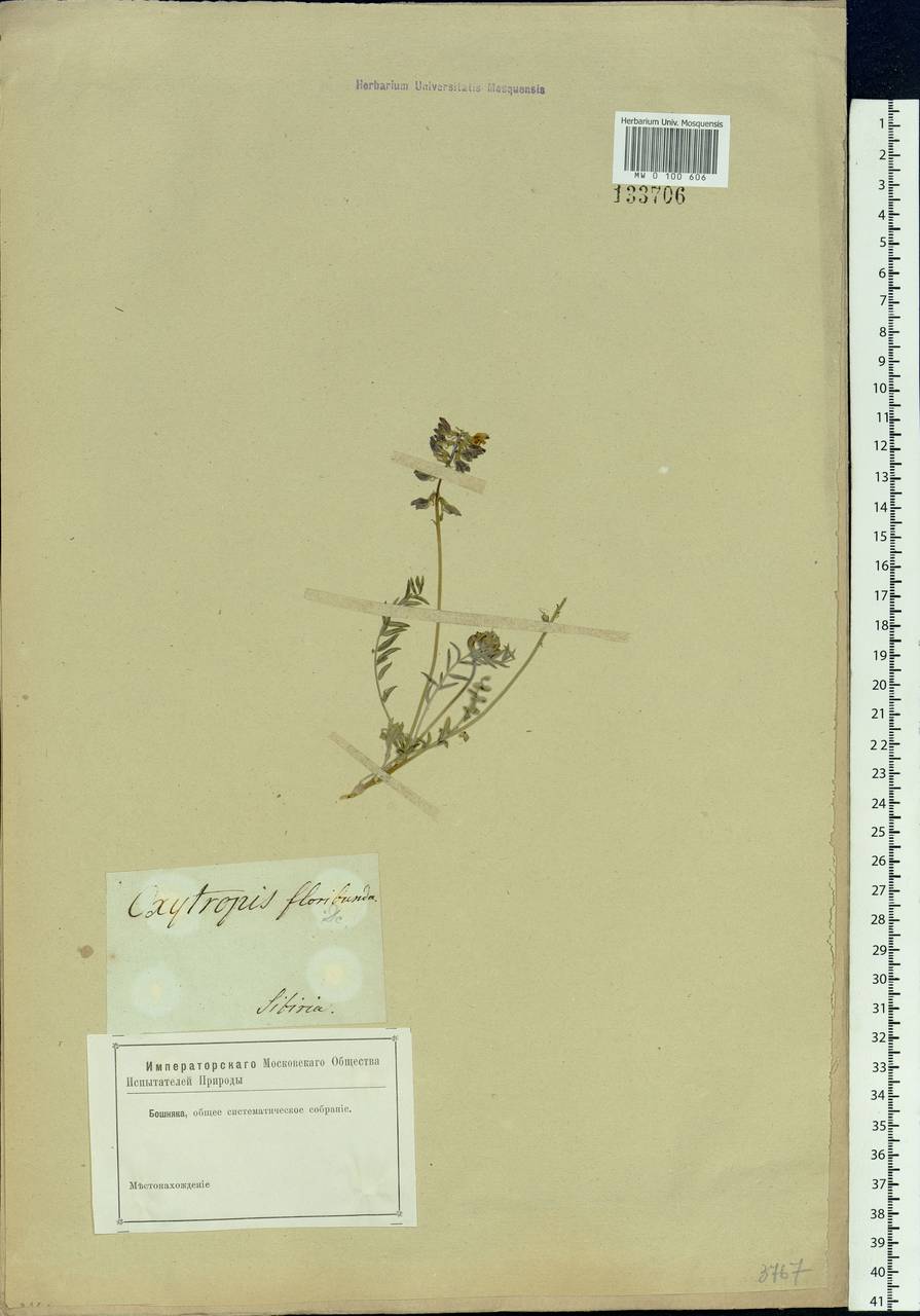 Oxytropis floribunda (Pall.)DC., Siberia (no precise locality) (S0) (Russia)