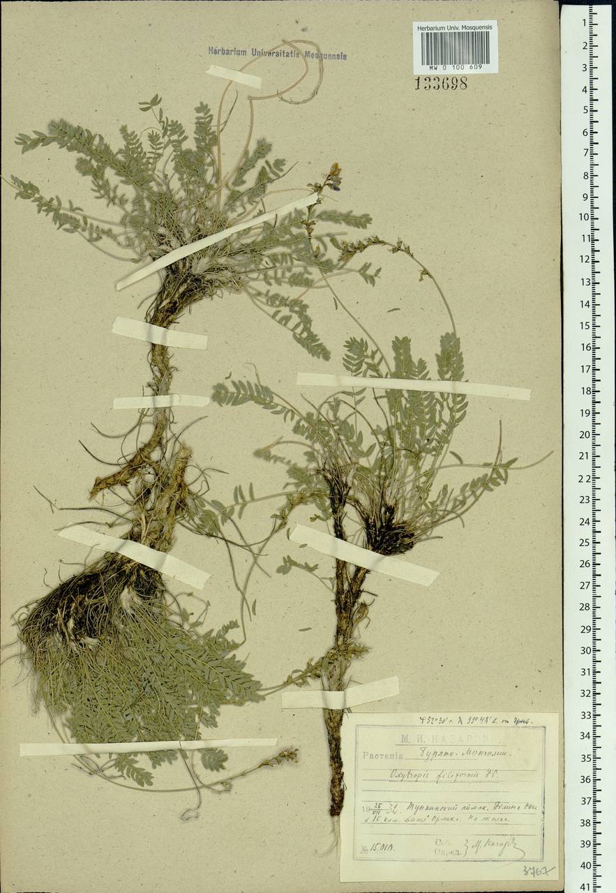 Astragalus filiformis (DC.) Poir., Siberia, Baikal & Transbaikal region (S4) (Russia)