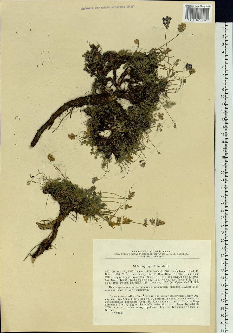 Astragalus filiformis (DC.) Poir., Siberia, Altai & Sayany Mountains (S2) (Russia)