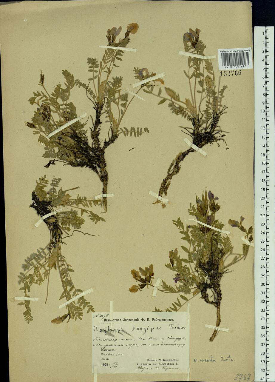 Oxytropis exserta Jurtzev, Siberia, Chukotka & Kamchatka (S7) (Russia)