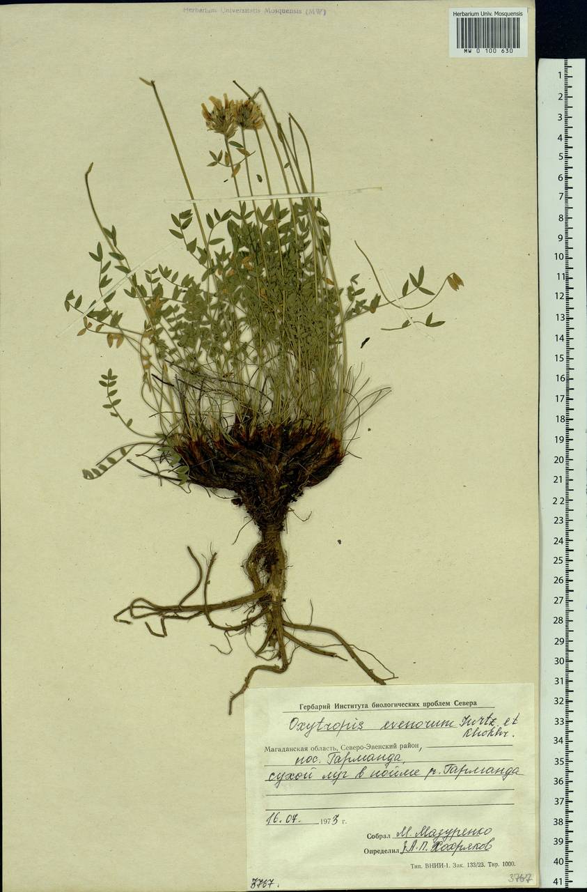 Oxytropis evenorum Jurtzev & A.P.Khokhr., Siberia, Chukotka & Kamchatka (S7) (Russia)