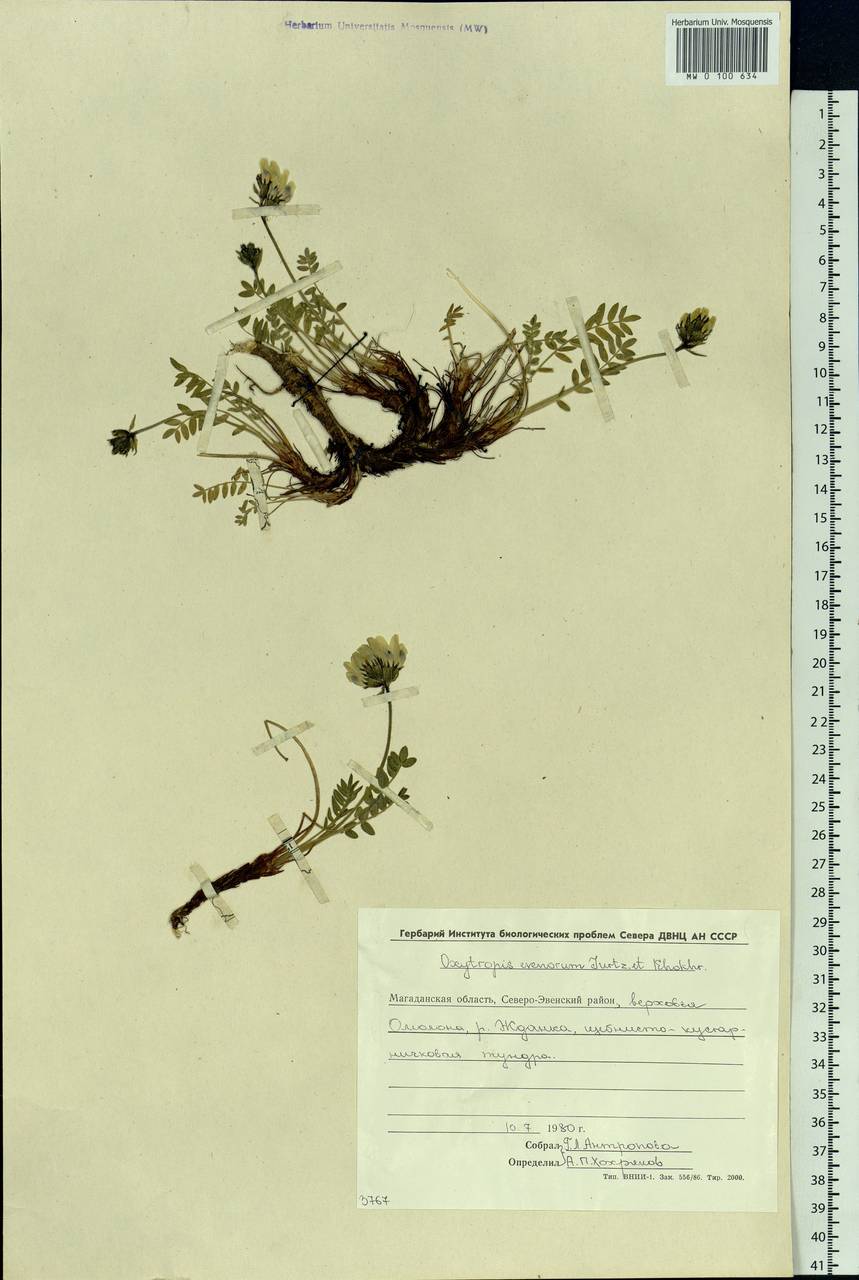 Oxytropis evenorum Jurtzev & A.P.Khokhr., Siberia, Chukotka & Kamchatka (S7) (Russia)