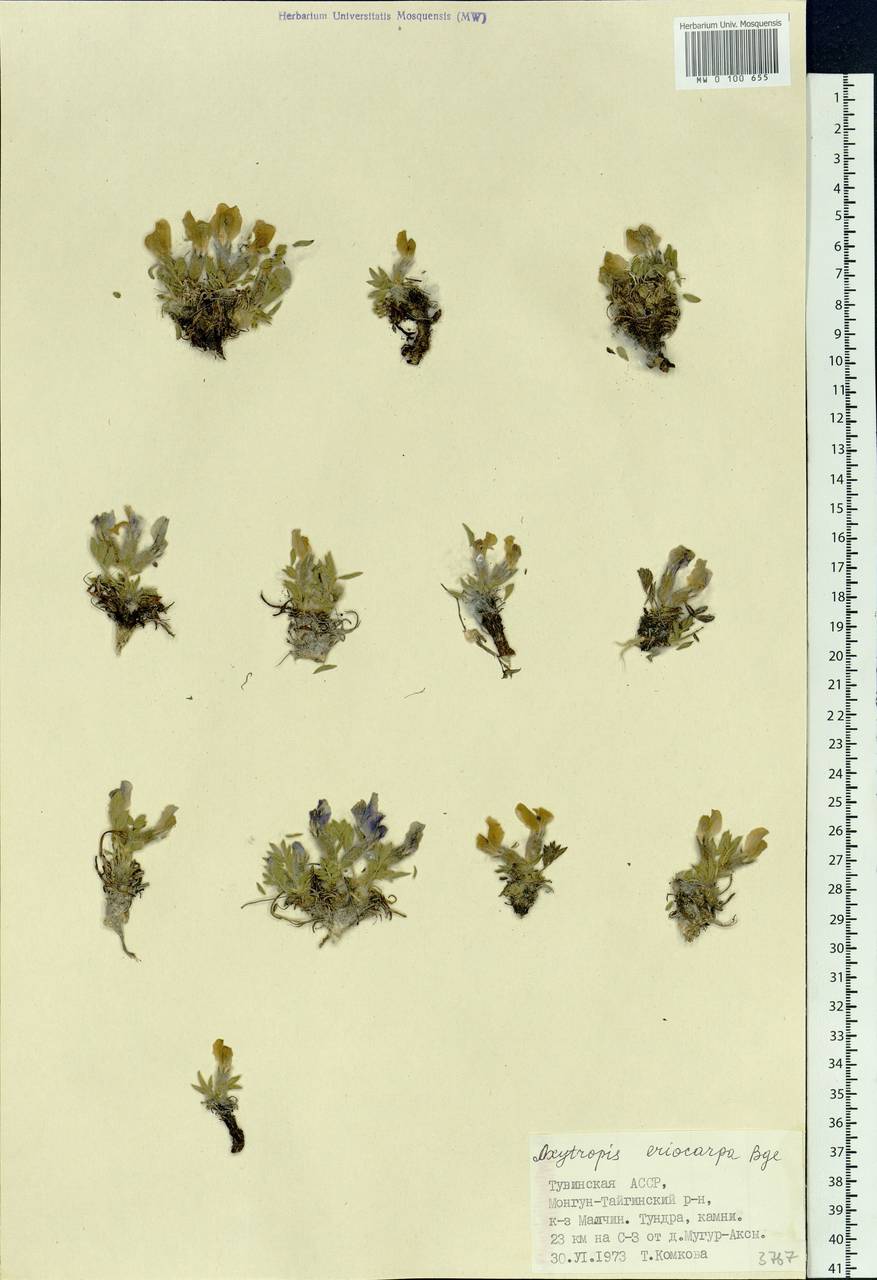 Oxytropis eriocarpa Bunge, Siberia, Altai & Sayany Mountains (S2) (Russia)