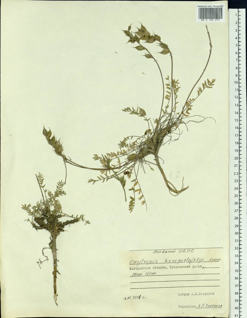 Oxytropis dorogostajskyi Kuzen., Siberia, Chukotka & Kamchatka (S7) (Russia)
