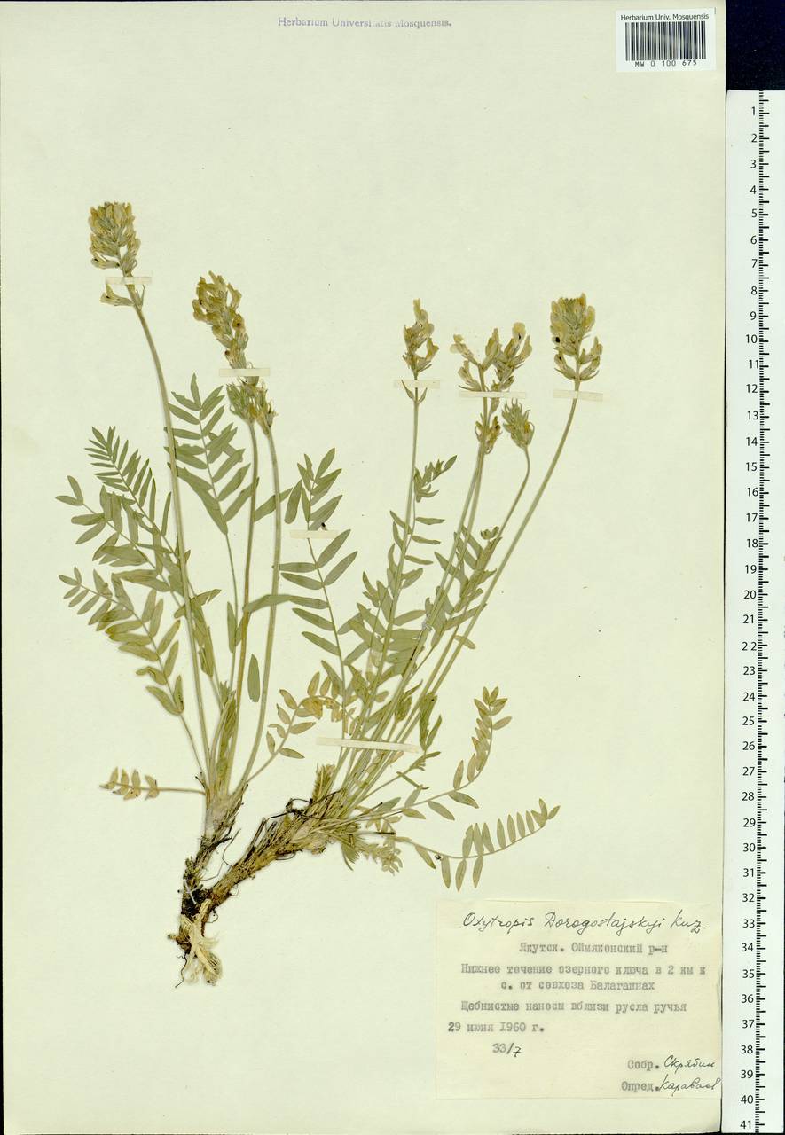Oxytropis dorogostajskyi Kuzen., Siberia, Yakutia (S5) (Russia)