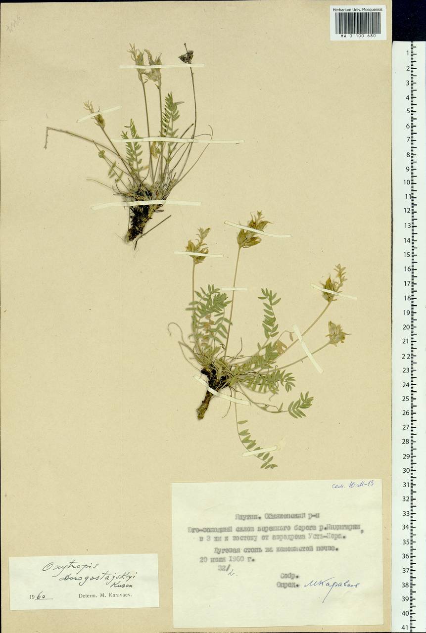 Oxytropis dorogostajskyi Kuzen., Siberia, Yakutia (S5) (Russia)