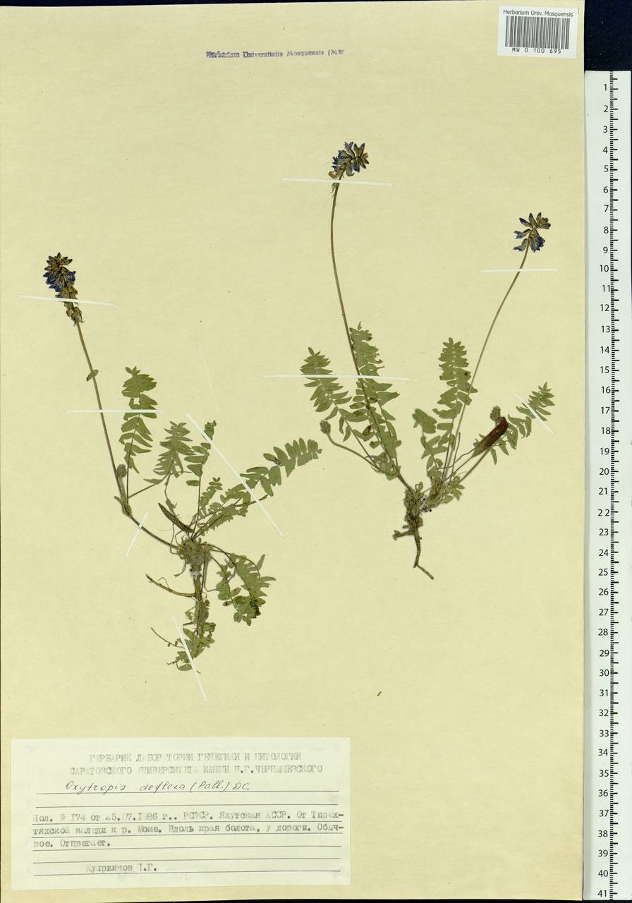 Oxytropis deflexa (Pall.)DC., Siberia, Yakutia (S5) (Russia)