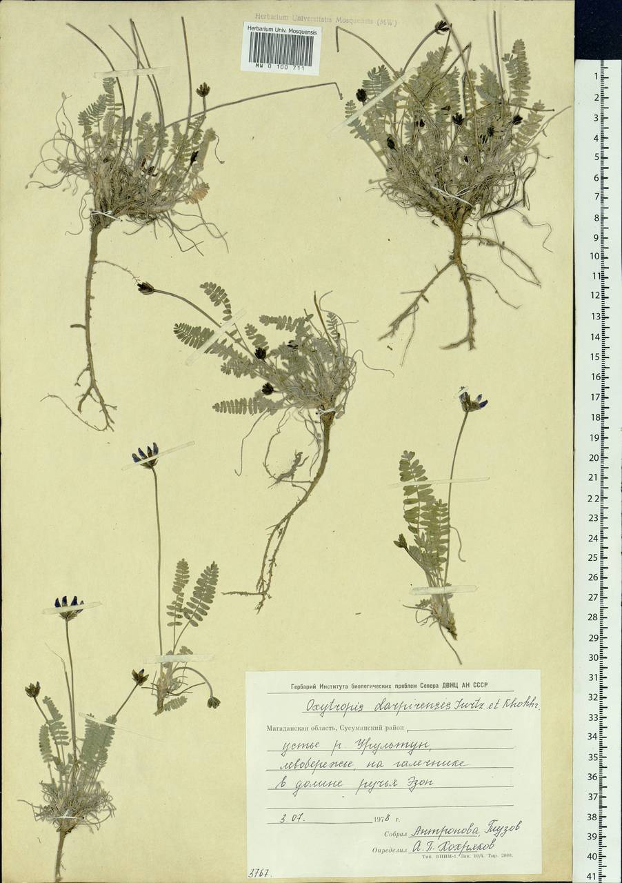 Oxytropis darpirensis Jurtzev & A.P.Khokhr., Siberia, Chukotka & Kamchatka (S7) (Russia)