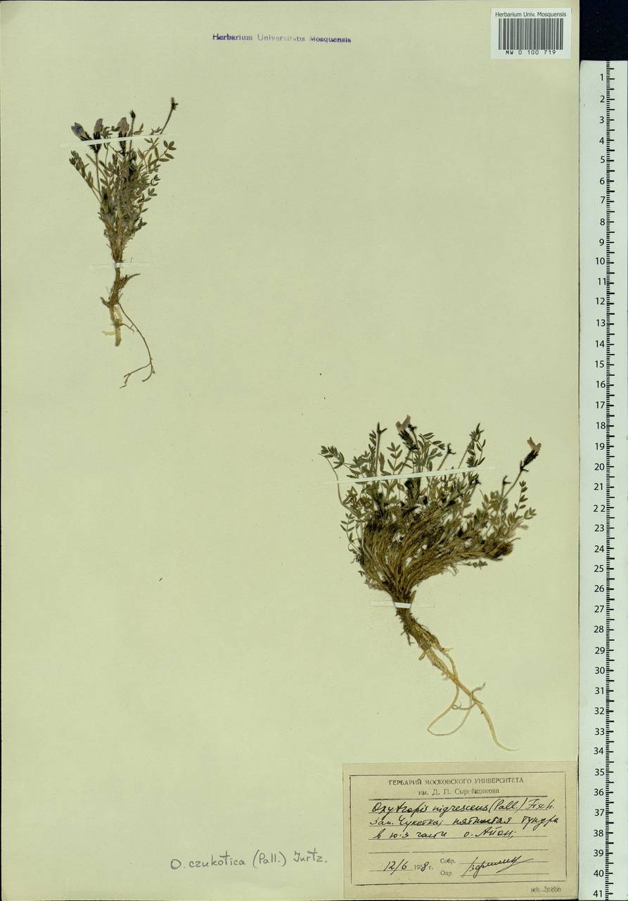 Oxytropis czukotica Jurtzev, Siberia, Chukotka & Kamchatka (S7) (Russia)