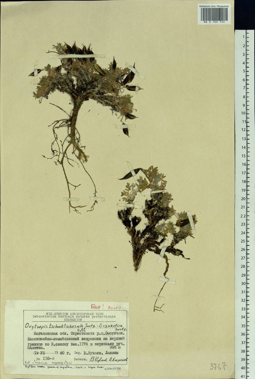 Oxytropis czukotica Jurtzev, Siberia, Chukotka & Kamchatka (S7) (Russia)