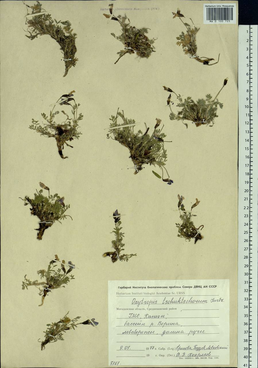 Oxytropis czukotica Jurtzev, Siberia, Chukotka & Kamchatka (S7) (Russia)