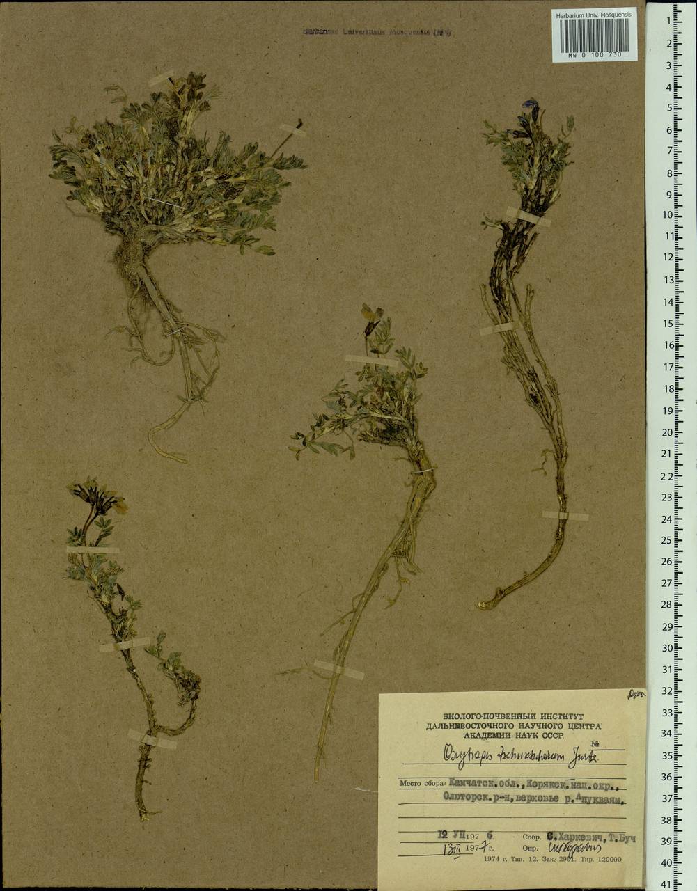 Oxytropis czukotica Jurtzev, Siberia, Chukotka & Kamchatka (S7) (Russia)