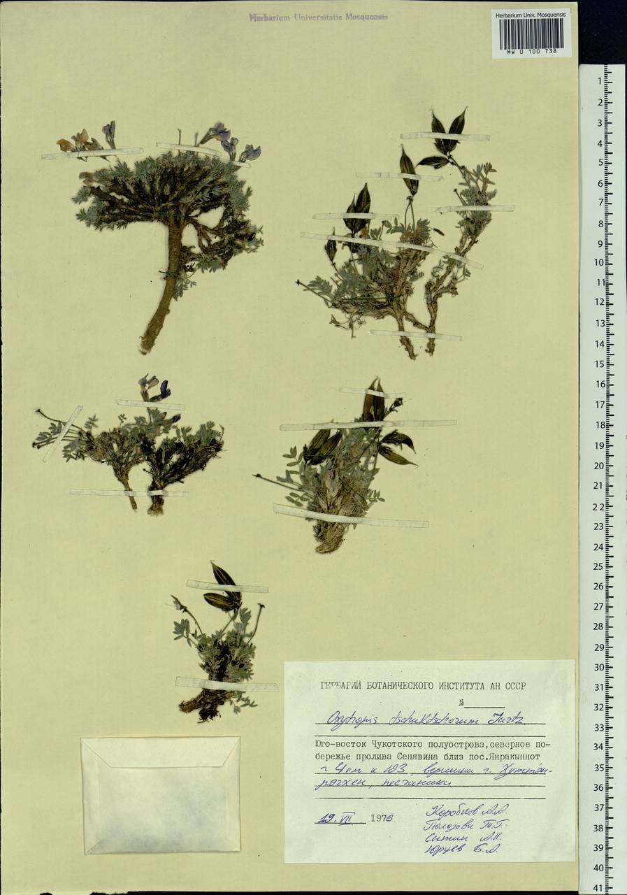 Oxytropis czukotica Jurtzev, Siberia, Chukotka & Kamchatka (S7) (Russia)
