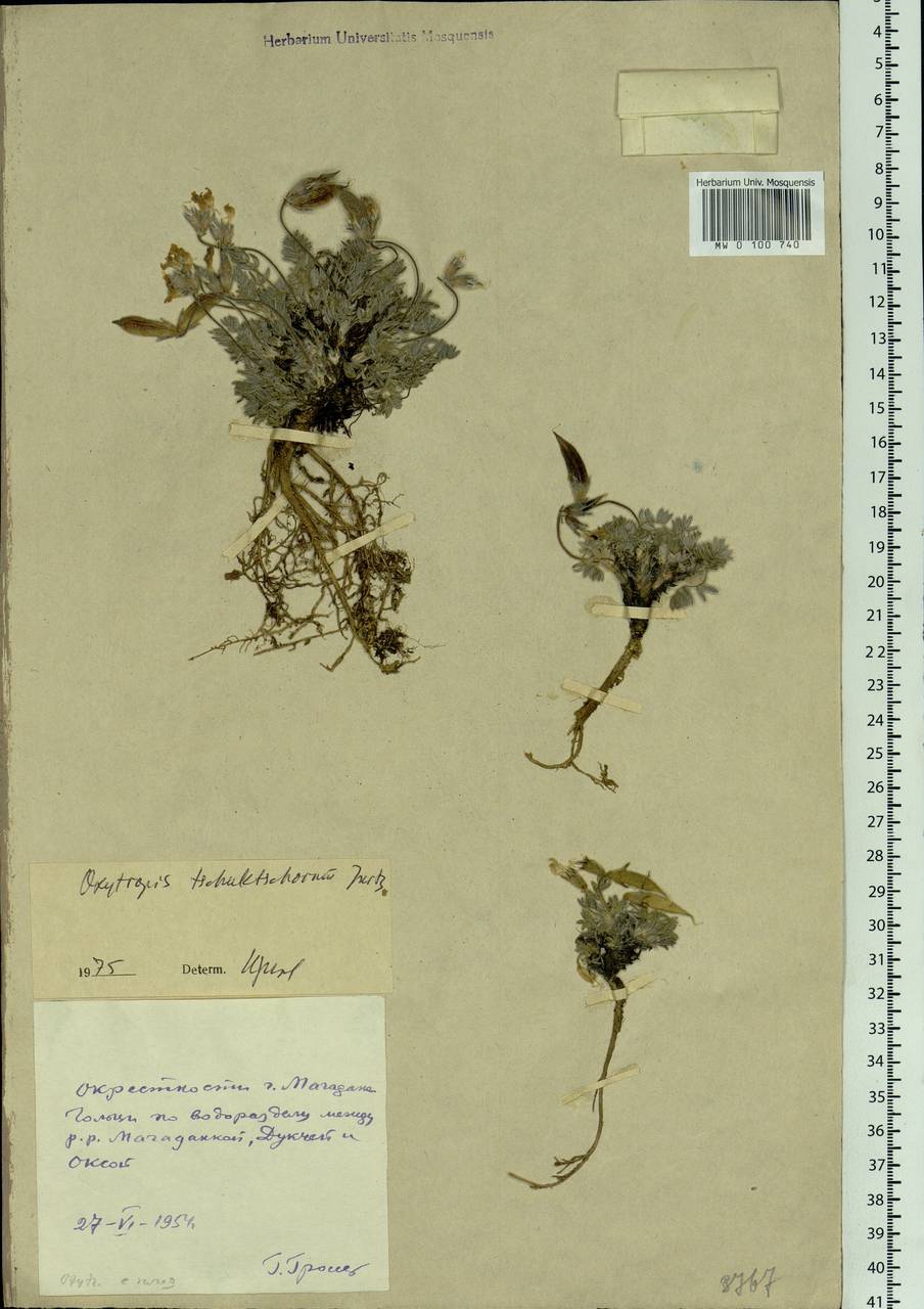 Oxytropis czukotica Jurtzev, Siberia, Chukotka & Kamchatka (S7) (Russia)