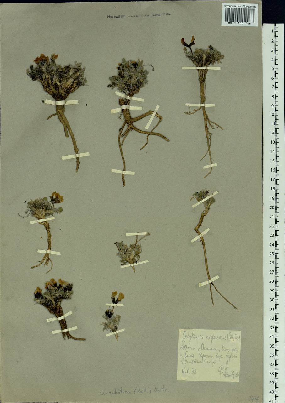 Oxytropis czukotica Jurtzev, Siberia, Chukotka & Kamchatka (S7) (Russia)