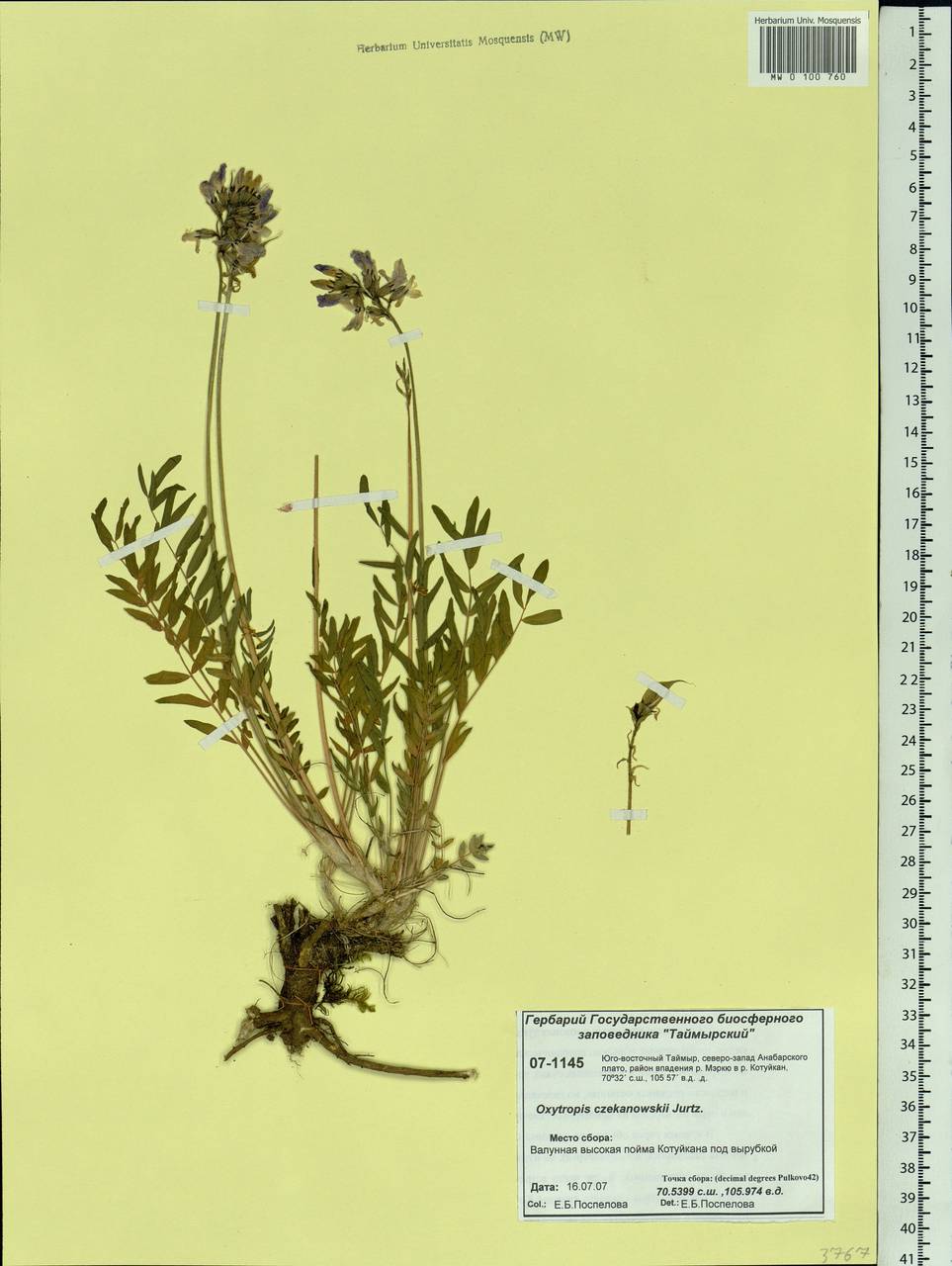 Oxytropis czekanowskii Jurtzev, Siberia, Central Siberia (S3) (Russia)
