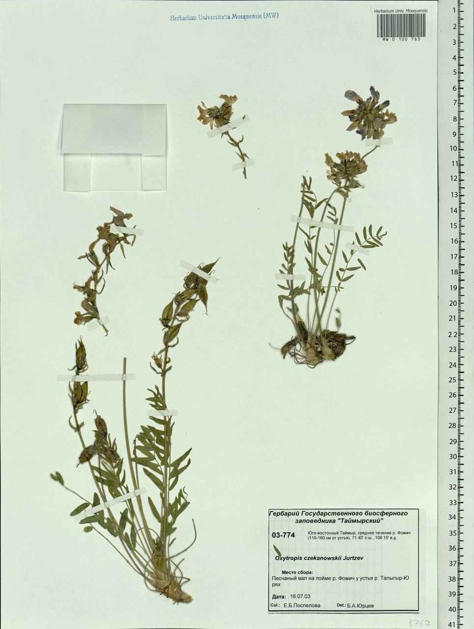 Oxytropis czekanowskii Jurtzev, Siberia, Central Siberia (S3) (Russia)