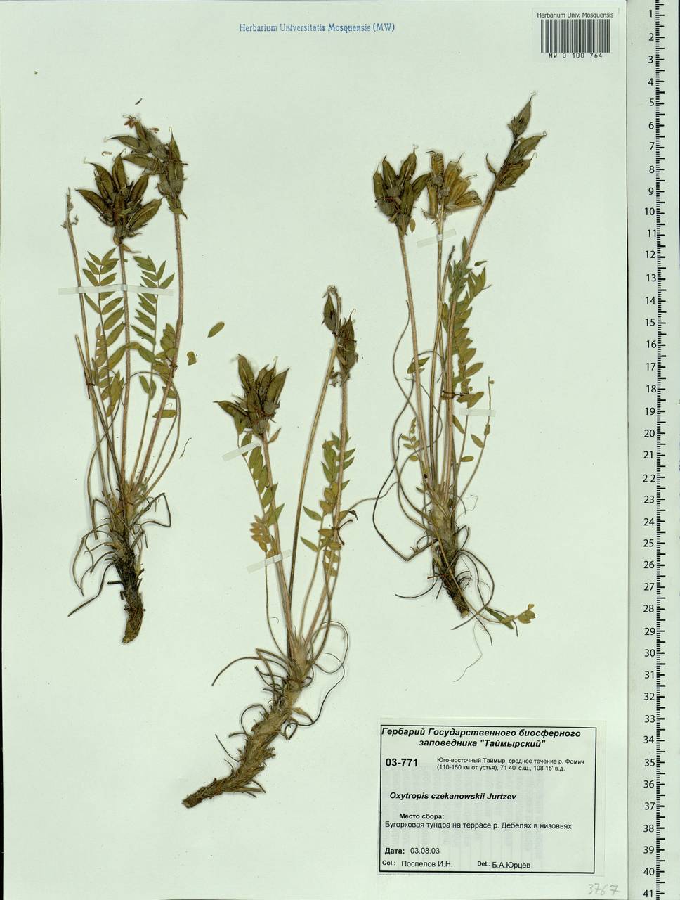 Oxytropis czekanowskii Jurtzev, Siberia, Central Siberia (S3) (Russia)