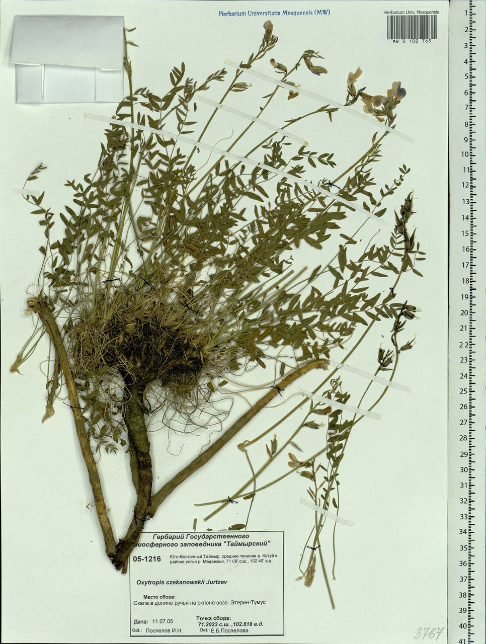 Oxytropis czekanowskii Jurtzev, Siberia, Central Siberia (S3) (Russia)