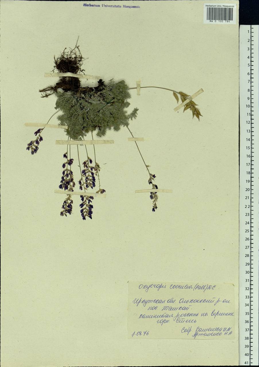 Oxytropis coerulea (Pall.)DC., Siberia, Baikal & Transbaikal region (S4) (Russia)