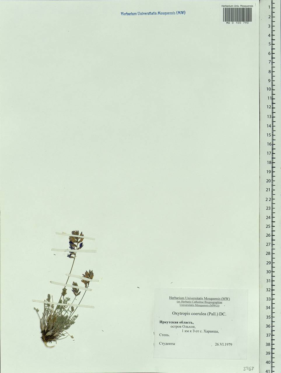 Oxytropis coerulea (Pall.) DC., Siberia, Baikal & Transbaikal region (S4) (Russia)