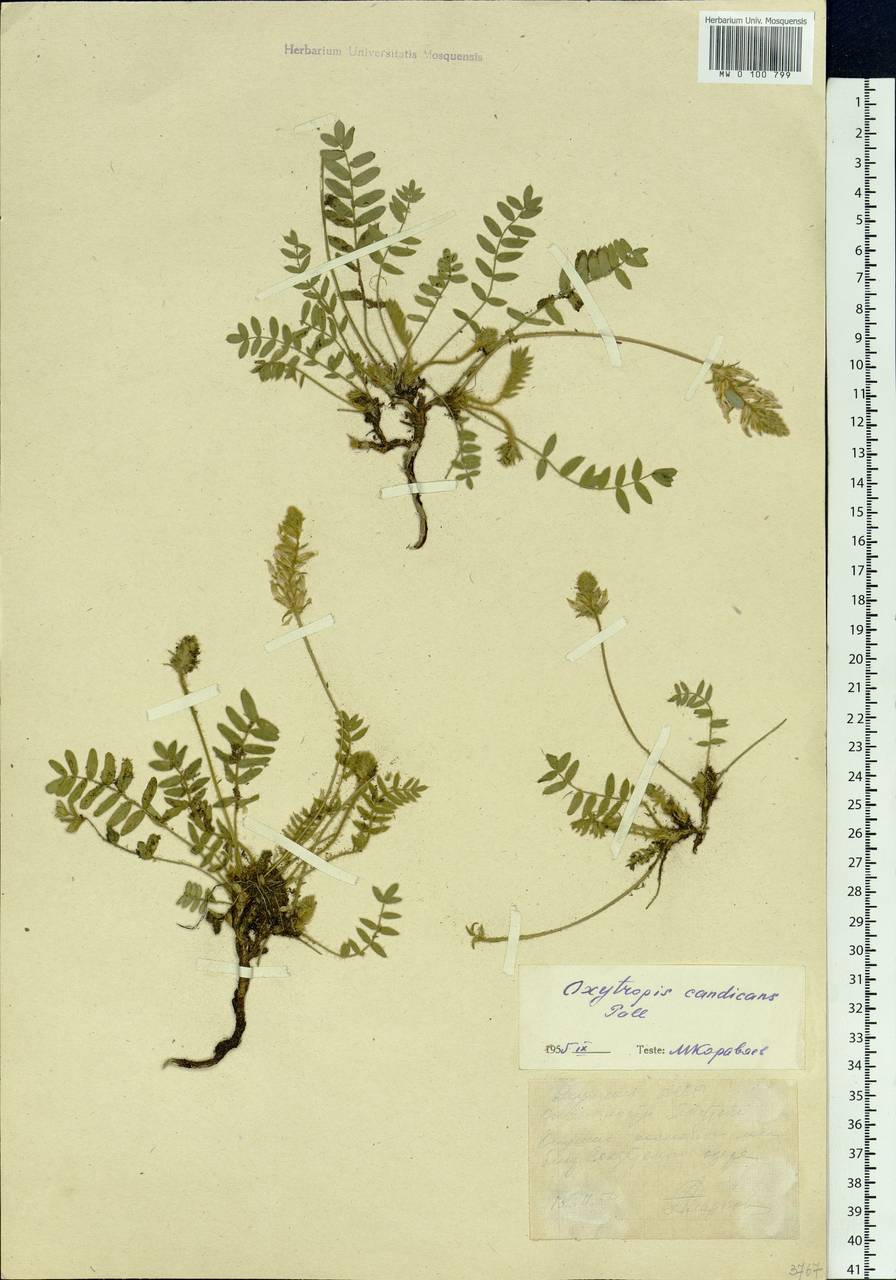 Oxytropis candicans (Pall.)DC., Siberia, Yakutia (S5) (Russia)