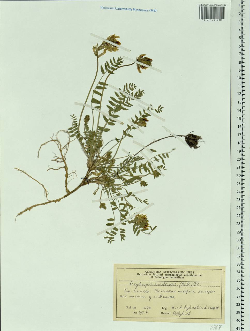 Oxytropis candicans (Pall.)DC., Siberia, Central Siberia (S3) (Russia)