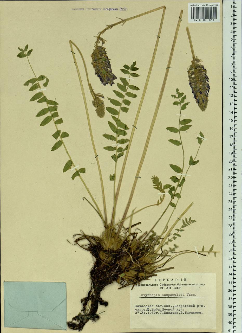 Oxytropis campanulata Vassilcz., Siberia, Altai & Sayany Mountains (S2) (Russia)