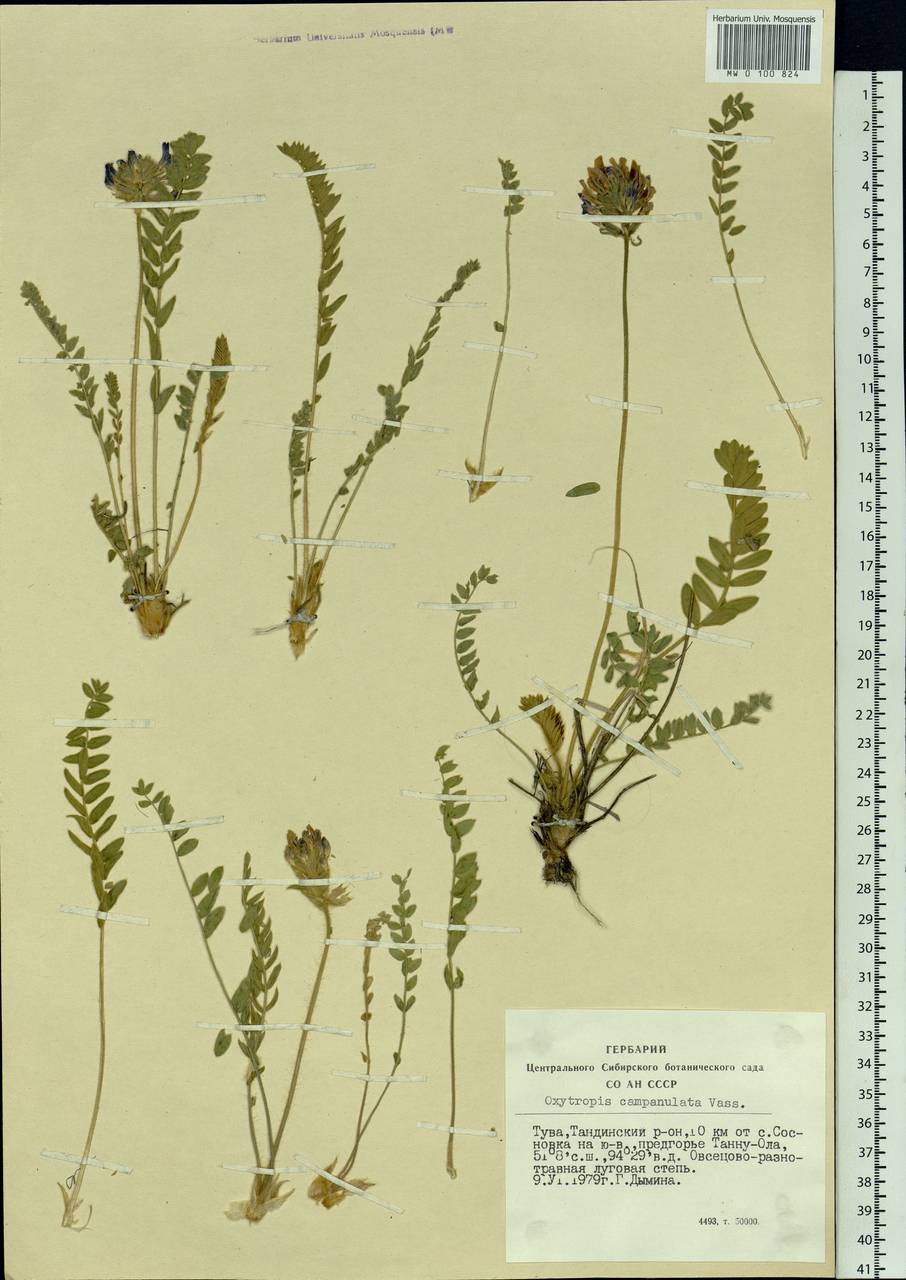 Oxytropis campanulata Vassilcz., Siberia, Altai & Sayany Mountains (S2) (Russia)