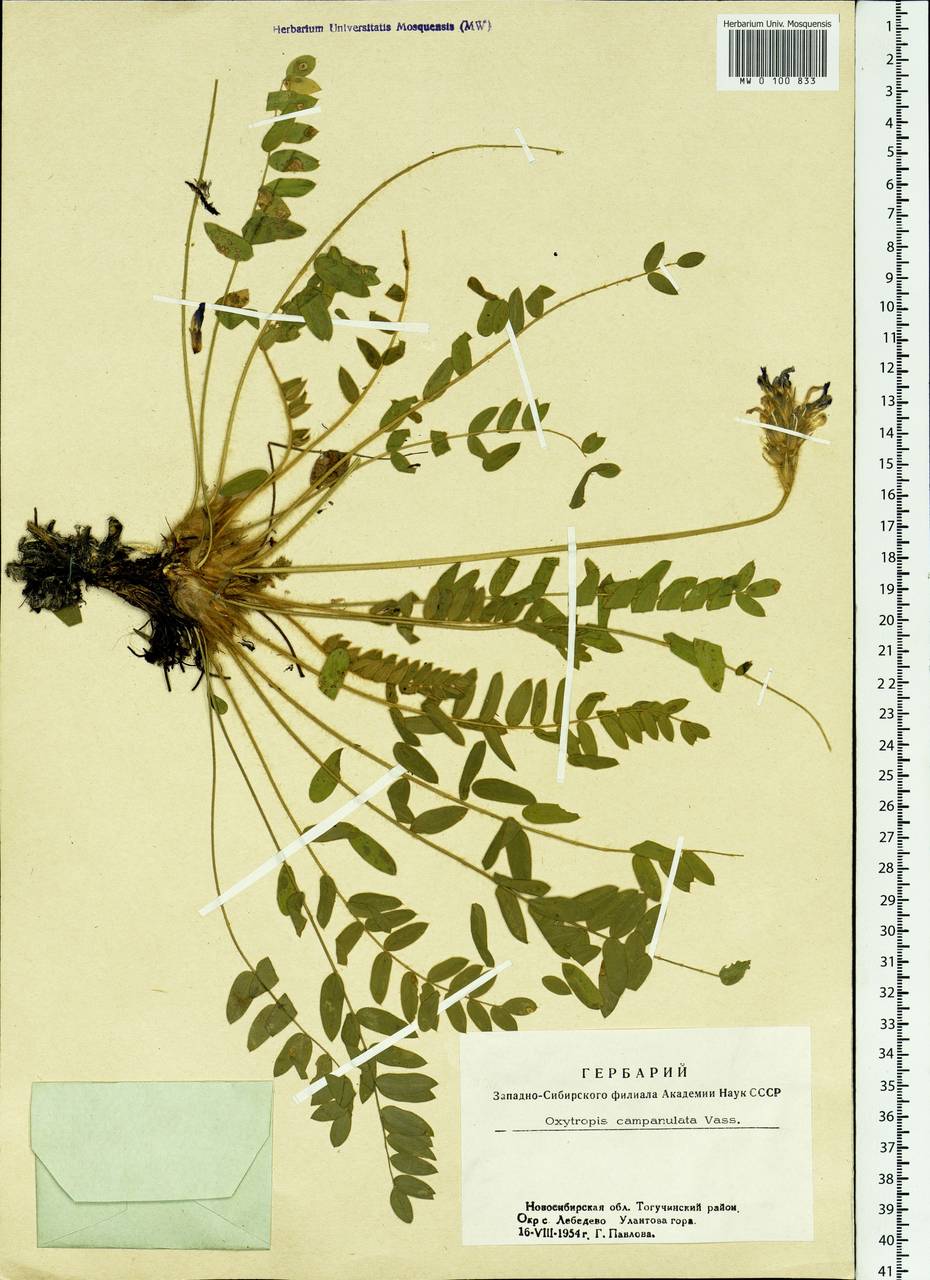 Oxytropis campanulata Vassilcz., Siberia, Western Siberia (S1) (Russia)