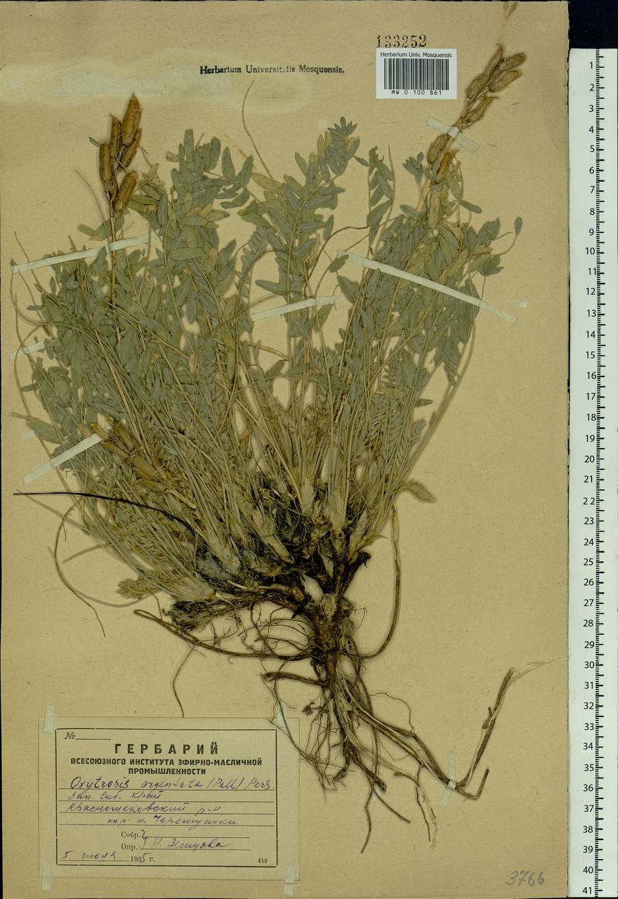 Oxytropis argentata (Pall.)Pers., Siberia, Altai & Sayany Mountains (S2) (Russia)