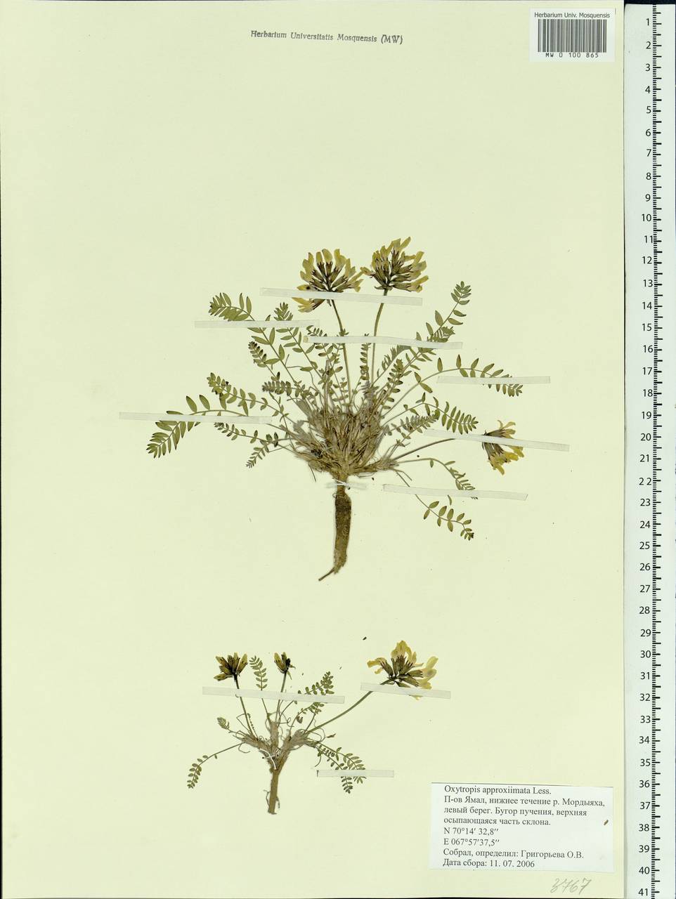 Oxytropis approximata Lessen, Siberia, Western Siberia (S1) (Russia)