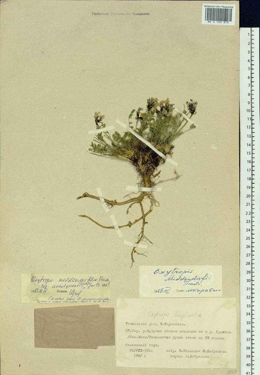 Oxytropis middendorffii subsp. anadyrensis (Vassilcz.)Jurtzev, Siberia, Yakutia (S5) (Russia)