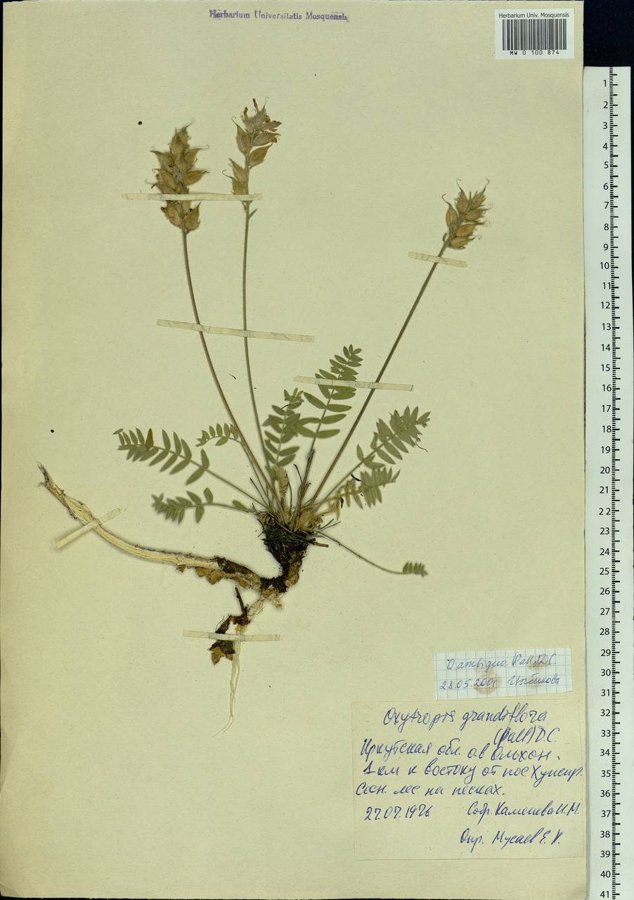 Oxytropis ambigua (Pall.)DC., Siberia, Baikal & Transbaikal region (S4) (Russia)