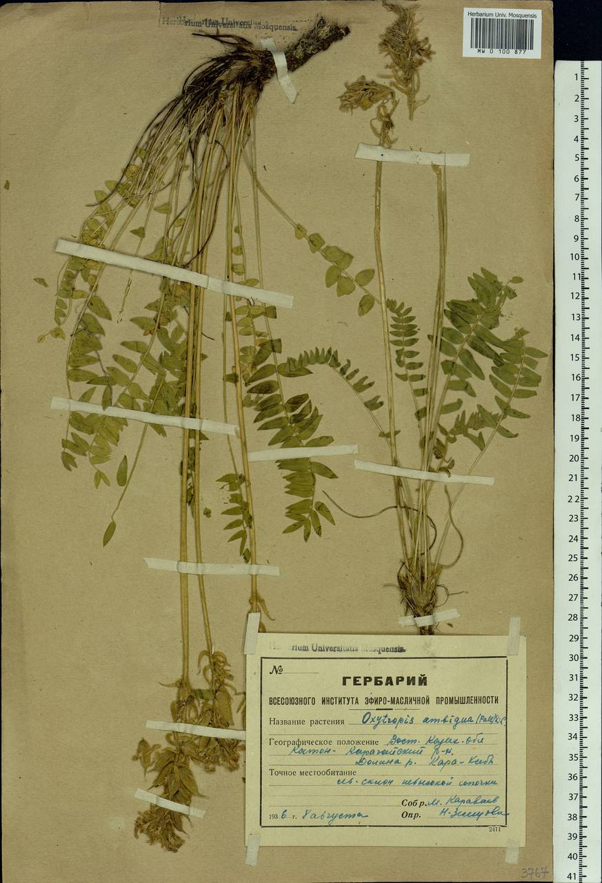 Oxytropis ambigua (Pall.)DC., Siberia, Western (Kazakhstan) Altai Mountains (S2a) (Kazakhstan)